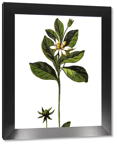 Trientalis europaea (chickweed-wintergreen or arctic starflower)