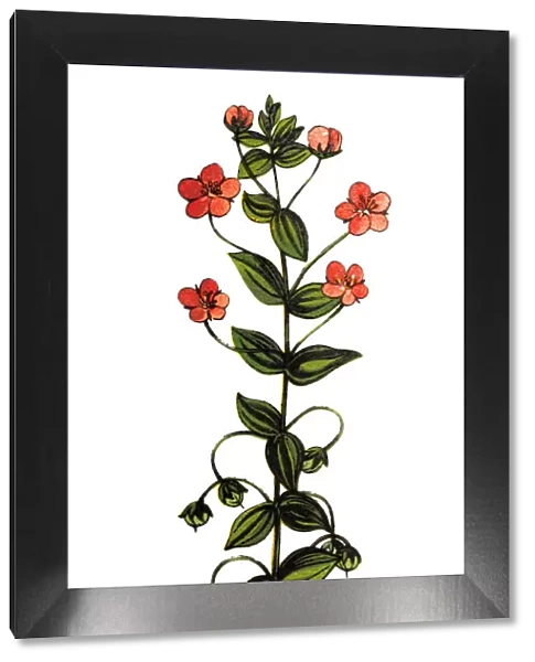 Scarlet pimpernel, commonly known as blue-scarlet pimpernel, red pimpernel, red chickweed, poormans barometer, poor mans weather-glass, shepherds weather glass or shepherds clock