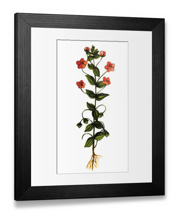Framed Print : Scarlet pimpernel, commonly known as blue-scarlet pimpernel, red pimpernel, red chickweed, poormans barometer, poor mans weather-glass, shepherds weather glass or shepherds clock Framed Print : Scarlet pimpernel, commonly known as blue-scarlet pimpernel, red pimpernel, red chickweed, poormans barometer, poor mans weather-glass, shepherds weather glass or shepherds clock