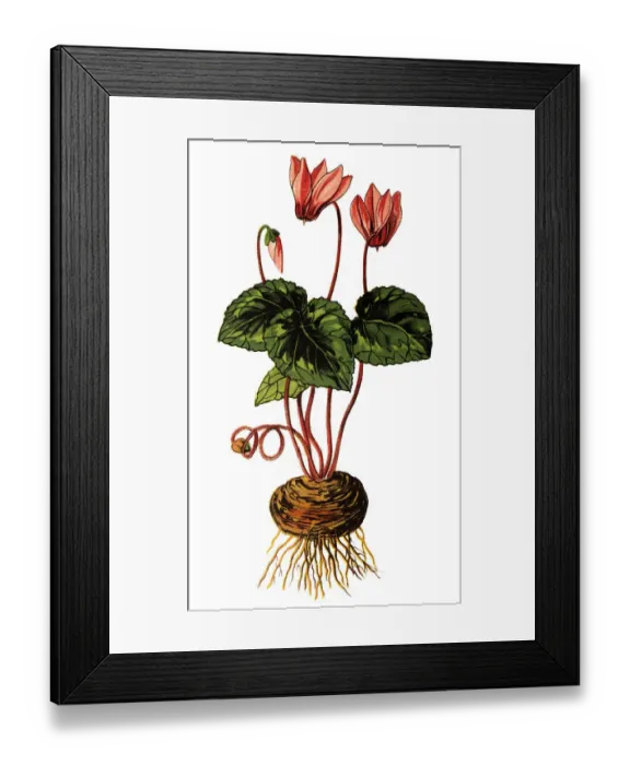 Framed Print : Cyclamen europaeum (Nasodren) Framed Print : Cyclamen europaeum (Nasodren)