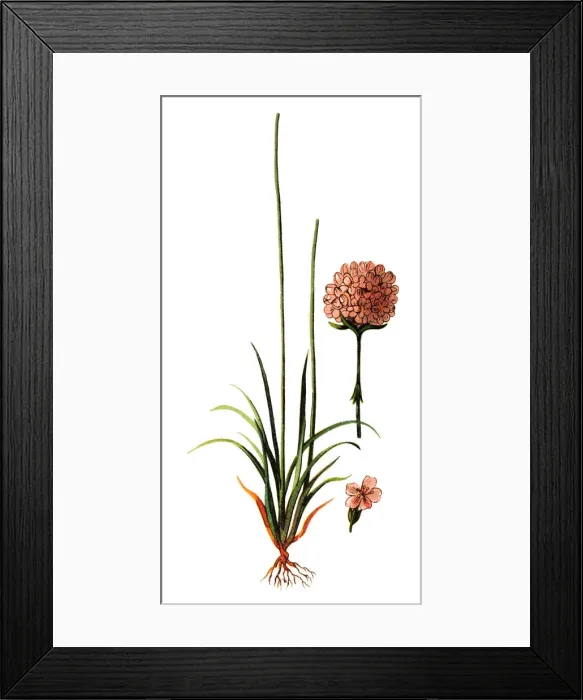 Framed Print : Armeria maritima, commonly known as thrift, sea thrift or sea pink Framed Print : Armeria maritima, commonly known as thrift, sea thrift or sea pink