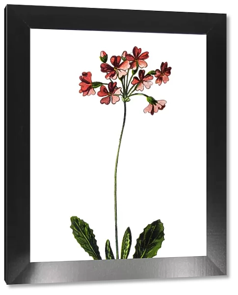 Primula farinosa, the bird s-eye primrose