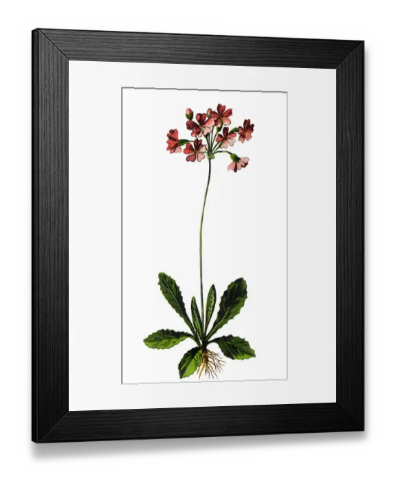 Framed Print : Primula farinosa, the bird s-eye primrose