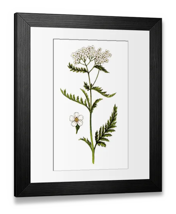 Framed Print : Achillea millefolium, commonly known as yarrow or common yarrow Framed Print : Achillea millefolium, commonly known as yarrow or common yarrow