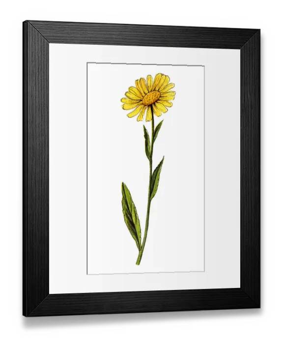 Framed Print : Buphthalmum salicifolium, ox-eye Framed Print : Buphthalmum salicifolium, ox-eye