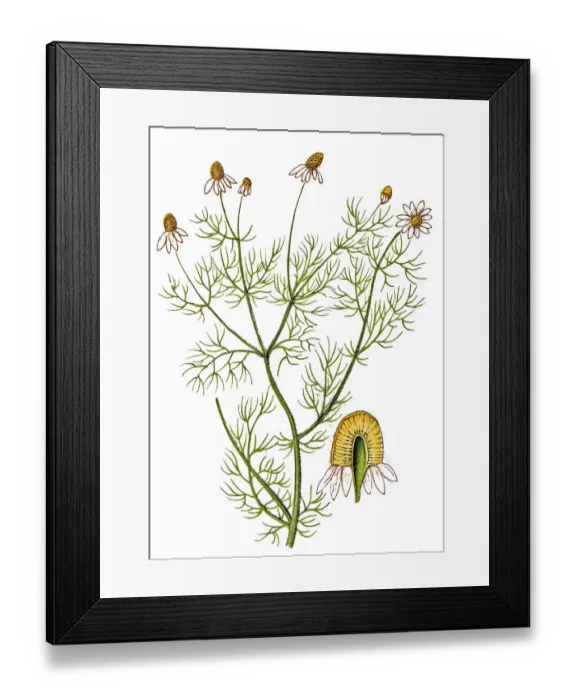 Framed Print : Matricaria chamomilla, commonly known as chamomile, camomile, German chamomile, wild chamomile or scented mayweed Framed Print : Matricaria chamomilla, commonly known as chamomile, camomile, German chamomile, wild chamomile or scented mayweed