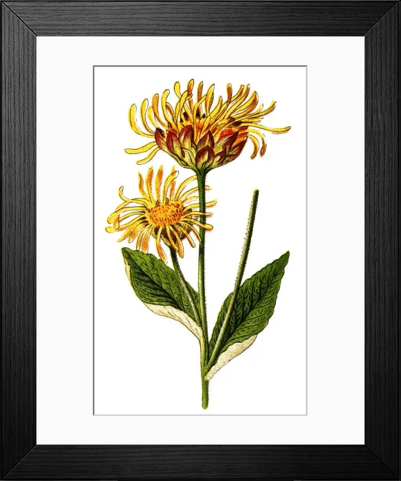 Framed Print : Elecampane, Inula helenium, also called horse-heal or elfdock Framed Print : Elecampane, Inula helenium, also called horse-heal or elfdock