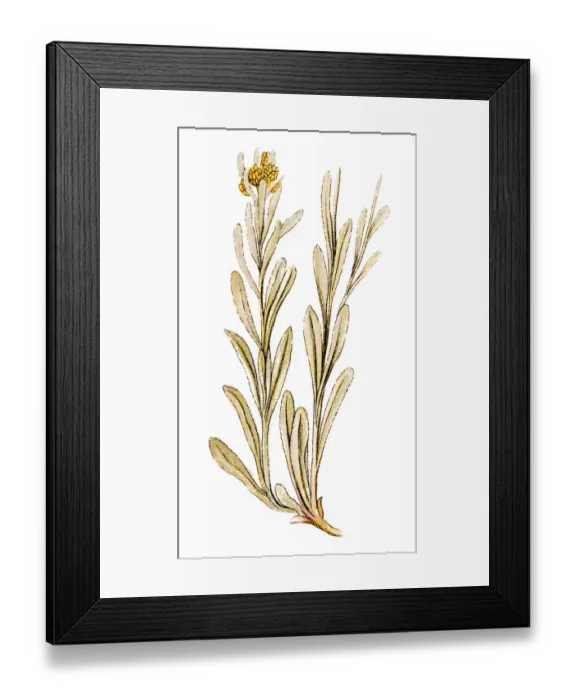 Framed Print : Helichrysum arenarium is also known as dwarf everlast, and as immortelle Framed Print : Helichrysum arenarium is also known as dwarf everlast, and as immortelle