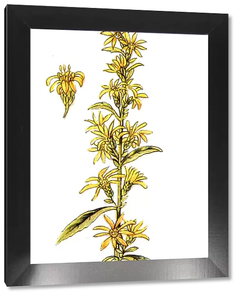 Solidago virgaurea (European goldenrod or woundwort)