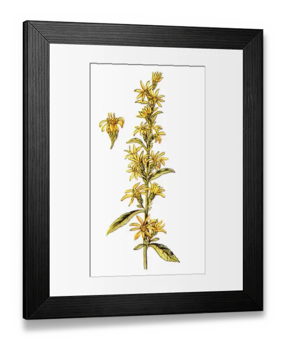 Framed Print : Solidago virgaurea (European goldenrod or woundwort)