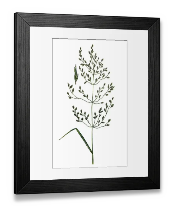 Framed Print : Poa nemoralis, the wood bluegrass Framed Print : Poa nemoralis, the wood bluegrass