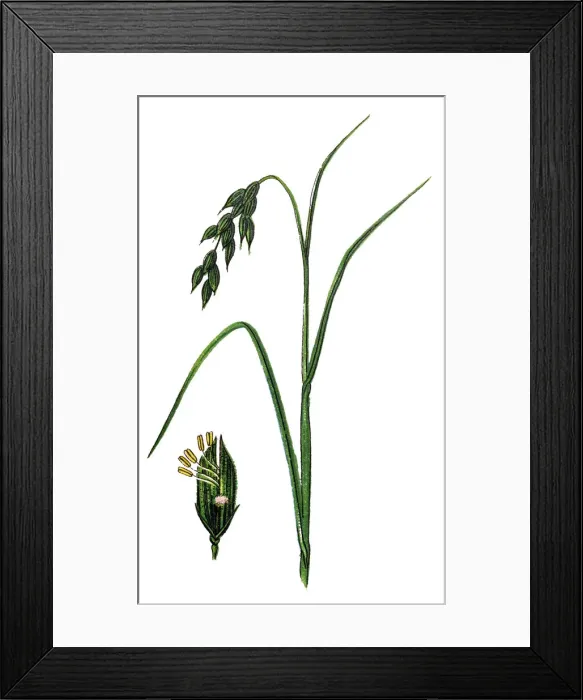 Framed Print : Oryza sativa, commonly known as Asian rice Framed Print : Oryza sativa, commonly known as Asian rice