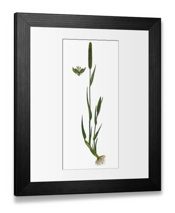 Framed Print : Phleum pratense (Timothy-grass, timothy, meadow cat s-tail or common cats tail ) Framed Print : Phleum pratense (Timothy-grass, timothy, meadow cat s-tail or common cats tail )
