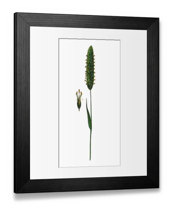 Framed Print : Alopecurus pratensis, known as the meadow foxtail or the field meadow foxtail Framed Print : Alopecurus pratensis, known as the meadow foxtail or the field meadow foxtail