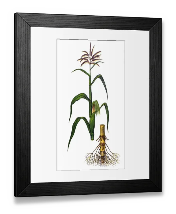 Framed Print : Zea mays (Maize, corn) Framed Print : Zea mays (Maize, corn)