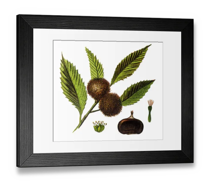 Framed Print : Chestnut (Castanea vesca)
