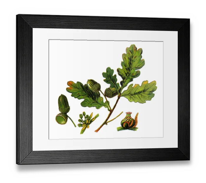 Framed Print : Quercus robur, commonly known as common oak, pedunculate oak, European oak or English oak Framed Print : Quercus robur, commonly known as common oak, pedunculate oak, European oak or English oak