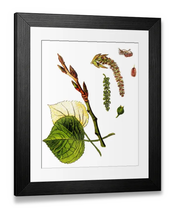 Framed Print : Populus nigra, the black poplar Framed Print : Populus nigra, the black poplar
