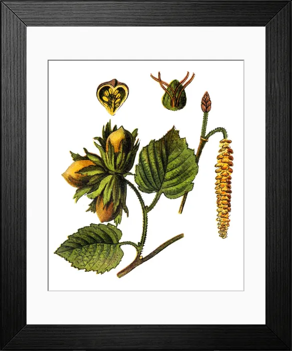 Framed Print : Corylus avellana, the common hazel Framed Print : Corylus avellana, the common hazel