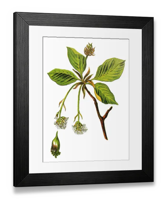 Framed Print : Fagus sylvatica, the European beech or common beech Framed Print : Fagus sylvatica, the European beech or common beech