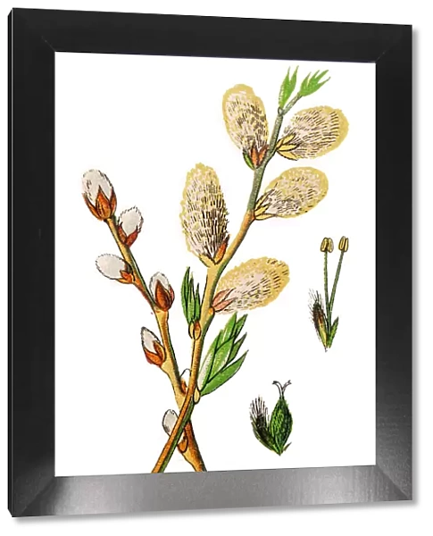 Salix viminalis, the basket willow, common osier or osier