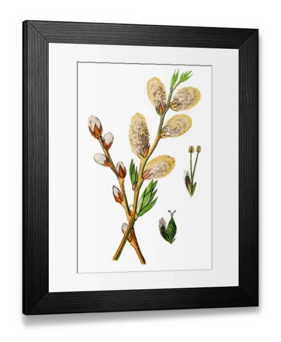Framed Print : Salix viminalis, the basket willow, common osier or osier Framed Print : Salix viminalis, the basket willow, common osier or osier