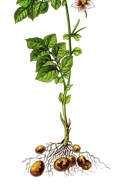 Potato plant ( Solanum tuberosum)