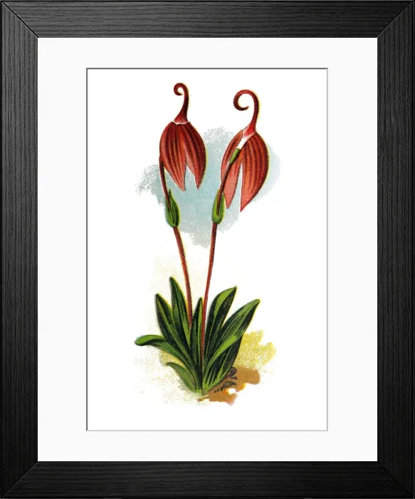 Framed Print : Masdevallia coccinea, the little flag Framed Print : Masdevallia coccinea, the little flag