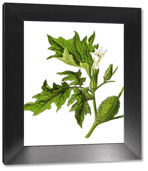 Datura stramonium (Jimson weed, devils snare, moon flower, hells bells, devils trumpet, devils weed, tolguacha, Jamestown weed, stinkweed, locoweed, pricklyburr, false castor oil plant)