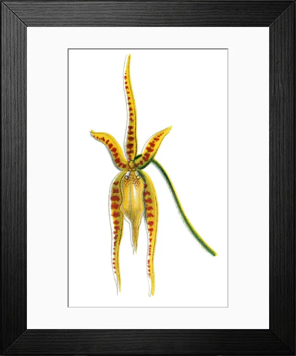 Framed Print : The tailed Brassia (Brassia caudata) is a species of orchid Framed Print : The tailed Brassia (Brassia caudata) is a species of orchid