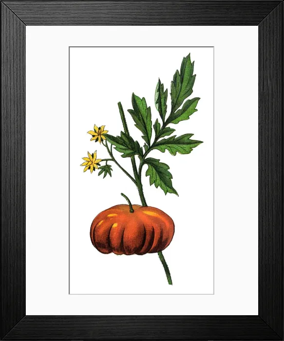 Framed Print : Solanum lycopersicum (Tomato) (Lycopersicon esculentum) Framed Print : Solanum lycopersicum (Tomato) (Lycopersicon esculentum)