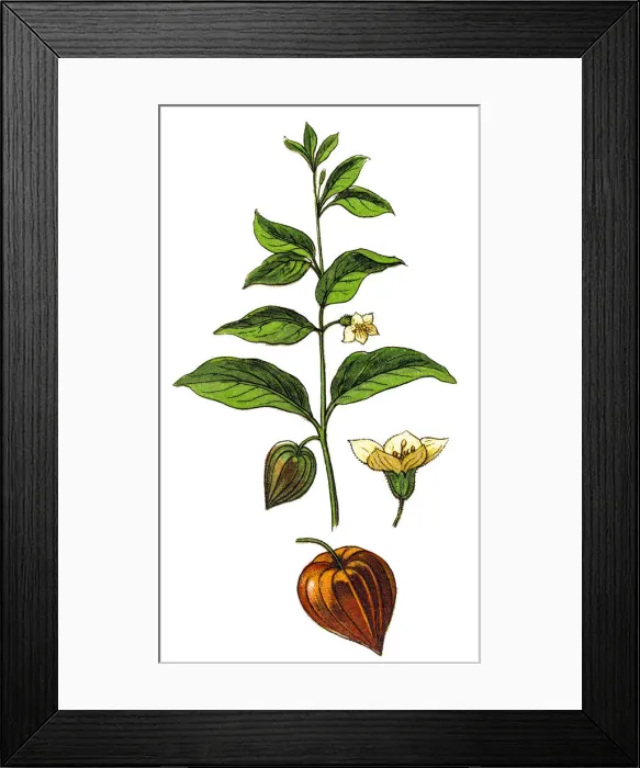 Framed Print : Physalis alkekengi (bladder cherry, Chinese lantern, Japanese-lantern, strawberry groundcherry, or winter cherry) Framed Print : Physalis alkekengi (bladder cherry, Chinese lantern, Japanese-lantern, strawberry groundcherry, or winter cherry)