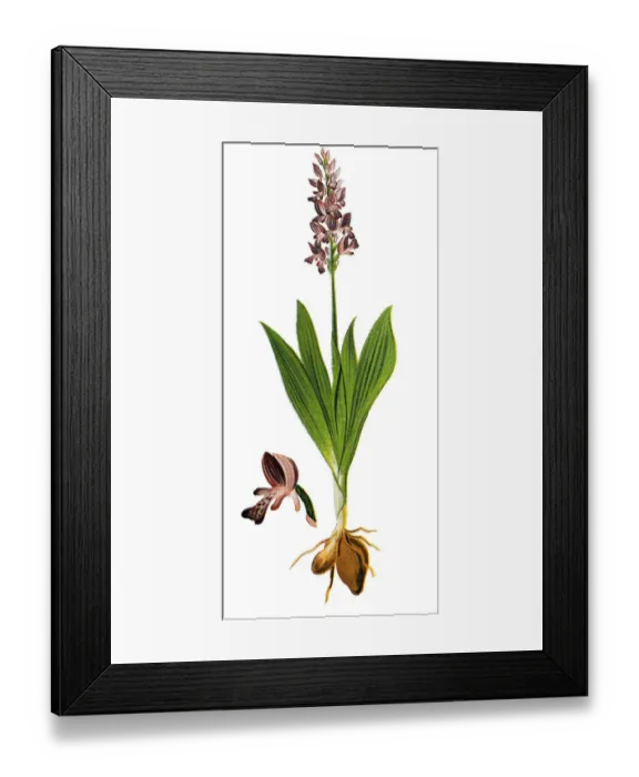 Framed Print : Orchis militaris, the military orchid Framed Print : Orchis militaris, the military orchid