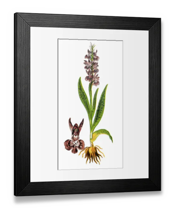 Framed Print : Orchis latifolia Framed Print : Orchis latifolia