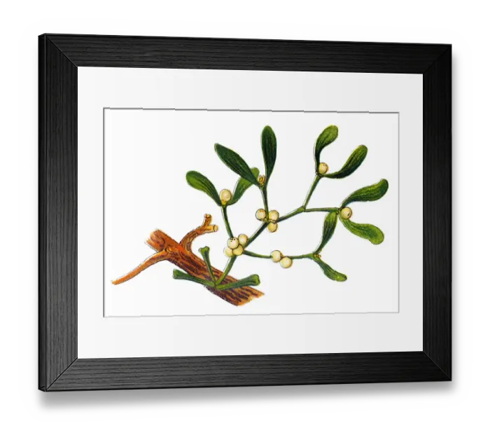 Framed Print : Viscum album commonly known as European mistletoe, common mistletoe or simply as mistletoe Framed Print : Viscum album commonly known as European mistletoe, common mistletoe or simply as mistletoe