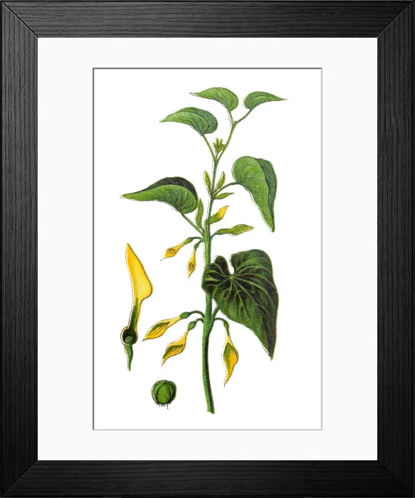 Framed Print : Aristolochia clematitis, the (European) birthwort Framed Print : Aristolochia clematitis, the (European) birthwort