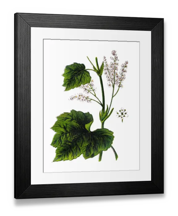 Framed Print : Rheum officinale, the Chinese rhubarb or Tibetan rhubarb Framed Print : Rheum officinale, the Chinese rhubarb or Tibetan rhubarb