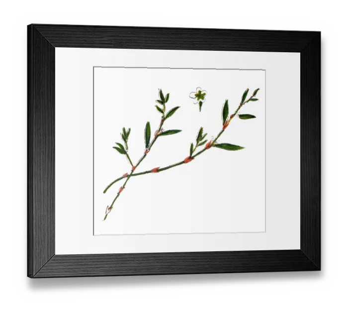 Framed Print : Polygonum aviculare or common knotgrass, prostrate knotweed, birdweed, pigweed and lowgrass Framed Print : Polygonum aviculare or common knotgrass, prostrate knotweed, birdweed, pigweed and lowgrass