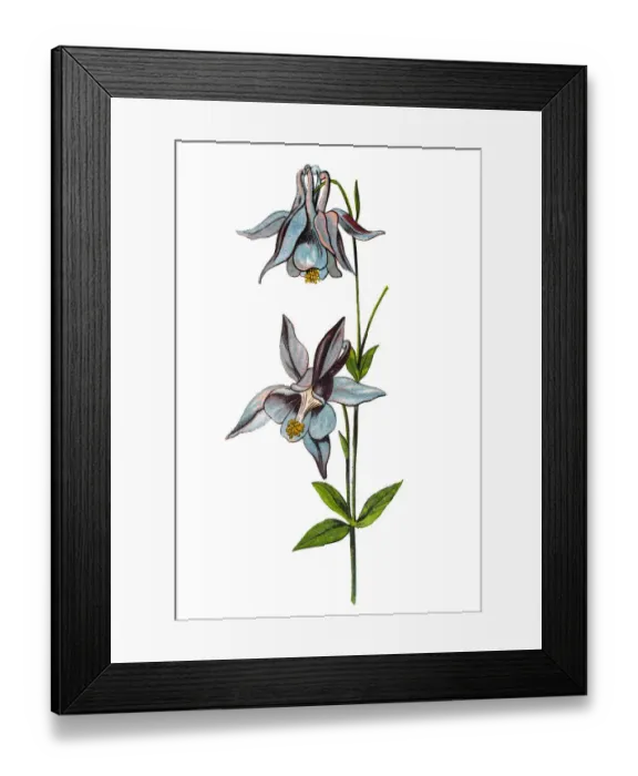 Framed Print : Aquilegia vulgaris (European columbine, common columbine, grannys nightcap, grannys bonnet) Framed Print : Aquilegia vulgaris (European columbine, common columbine, grannys nightcap, grannys bonnet)