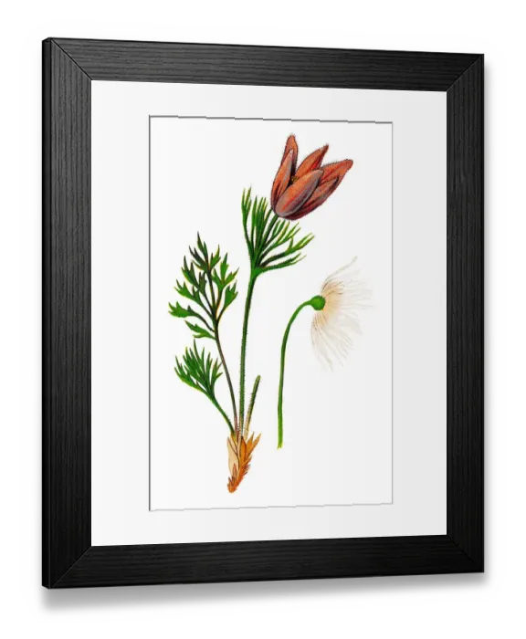 Framed Print : Pulsatilla vulgaris (pasque flower, pasqueflower, common pasque flower, European pasqueflower, Danes blood) Framed Print : Pulsatilla vulgaris (pasque flower, pasqueflower, common pasque flower, European pasqueflower, Danes blood)
