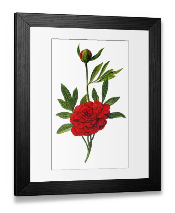 Framed Print : Paeonia officinalis, the common peony, or garden peony Framed Print : Paeonia officinalis, the common peony, or garden peony