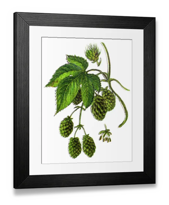 Framed Print : Humulus lupulus (common hop or hops) Framed Print : Humulus lupulus (common hop or hops)