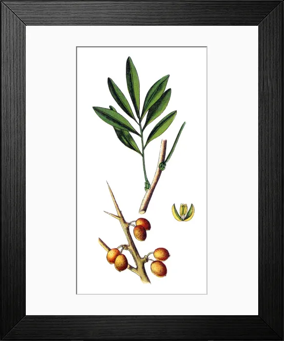 Framed Print : Hippophae rhamnoides, also known as common sea buckthorn Framed Print : Hippophae rhamnoides, also known as common sea buckthorn