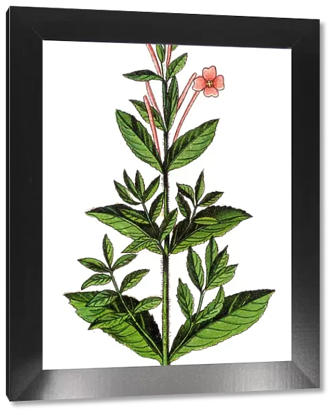Chamaenerion angustifolium, fireweed, great willowherb, rosebay willowherb