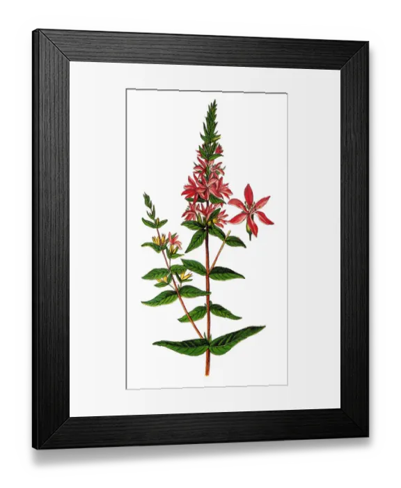 Framed Print : Lythrum salicaria (purple loosestrife) spiked loosestrife, or purple lythrum Framed Print : Lythrum salicaria (purple loosestrife) spiked loosestrife, or purple lythrum