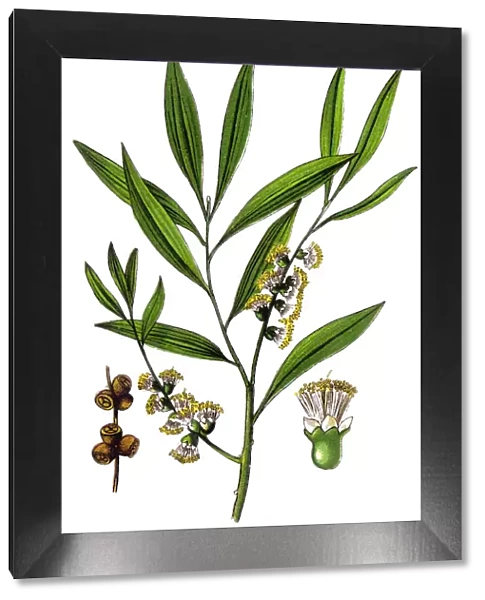 Melaleuca leucadendra, commonly known as weeping paperbark, long-leaved paperbark or white paperbark