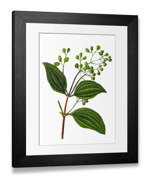 Framed Print : True cinnamon (Ceylon cinnamon) Framed Print : True cinnamon (Ceylon cinnamon)