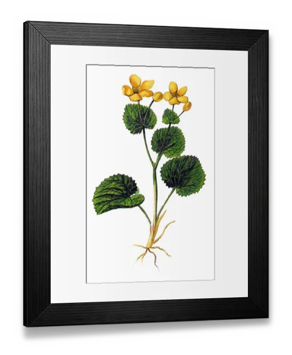 Framed Print : Caltha palustris, known as marsh-marigold and kingcup