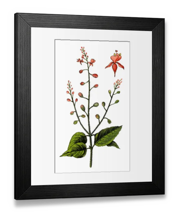 Framed Print : Circaea lutetiana, known as enchanter s-nightshad