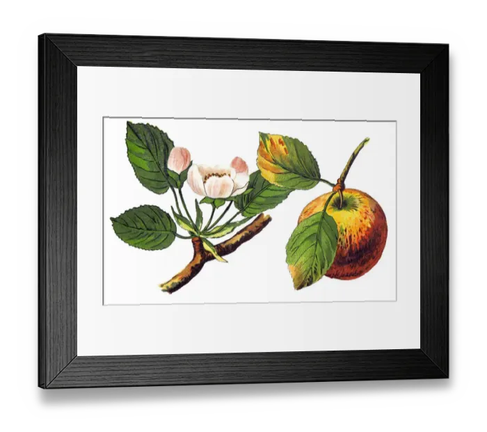Framed Print : An apple (pirus malus) is a sweet, edible fruit produced by an apple tree (Malus pumila) Framed Print : An apple (pirus malus) is a sweet, edible fruit produced by an apple tree (Malus pumila)